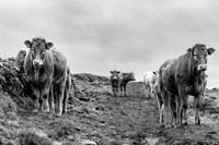 Cows at the Rumps