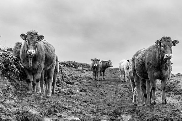 Cows at the Rumps