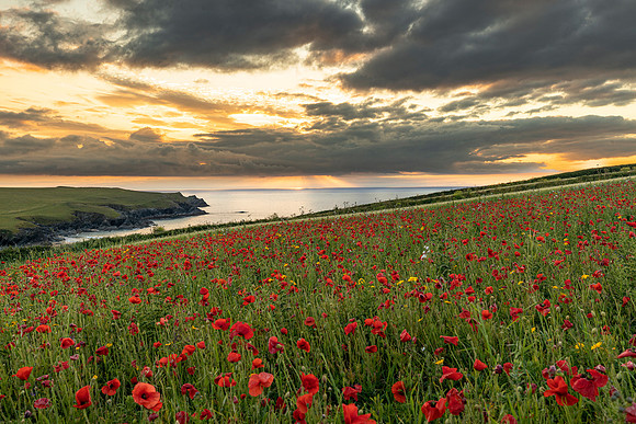 Polly Joke Poppies