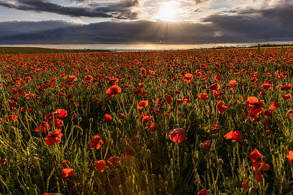 Polly Joke Poppies 2