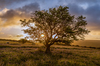 Holwell Lawn Sunrise
