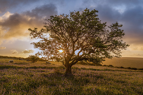 Holwell Lawn Sunrise