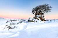 Lone Hawthorn at Holwell Tor