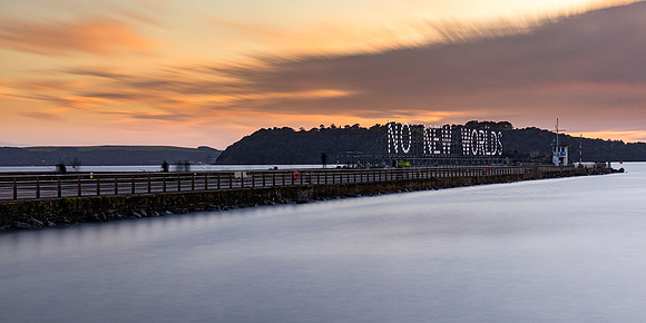 Speedwell