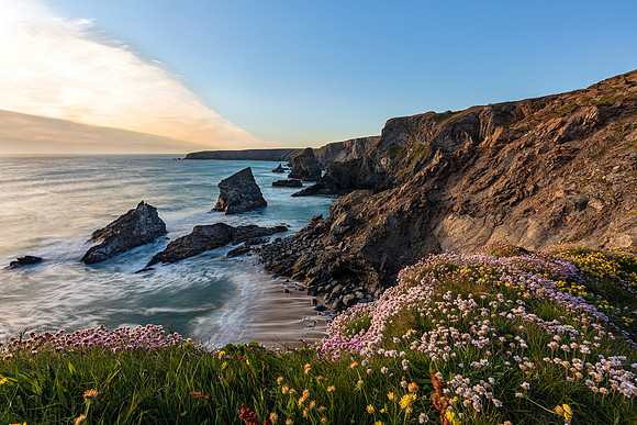 Sea Thrift at Bedruthan Steps